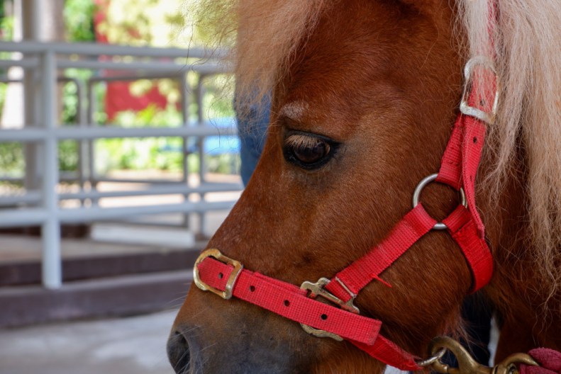 38633987375_ae55492f82_b