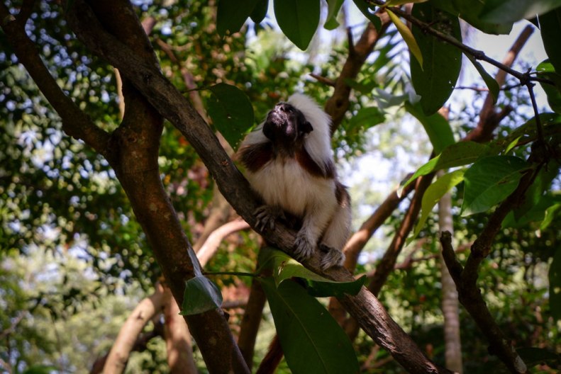 38633992285_a1c453b721_b