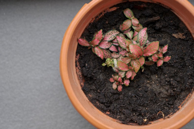 38634484845_630bcc6f8e_b