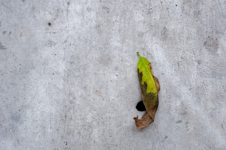 38820931394_2965b7ecb7_b