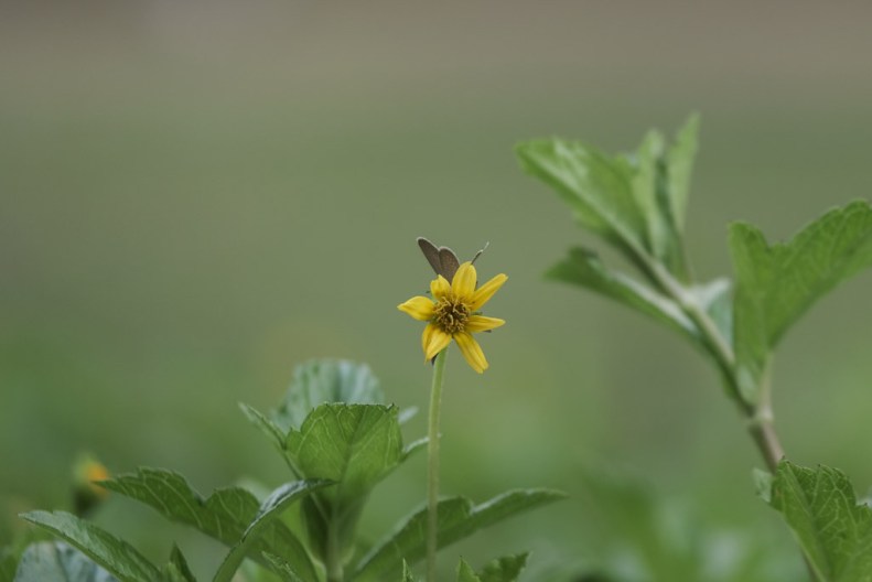 39530779491_e549ccea30_b