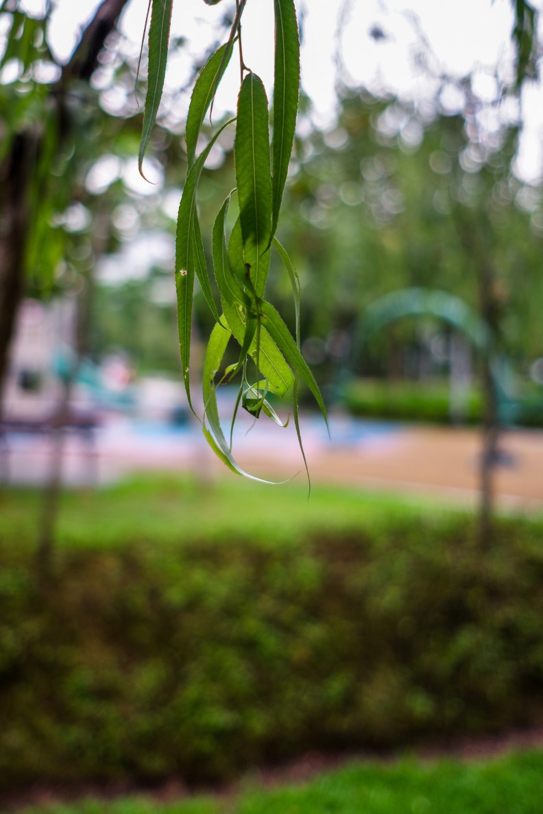 41308677465_bf2f9f5f80_k