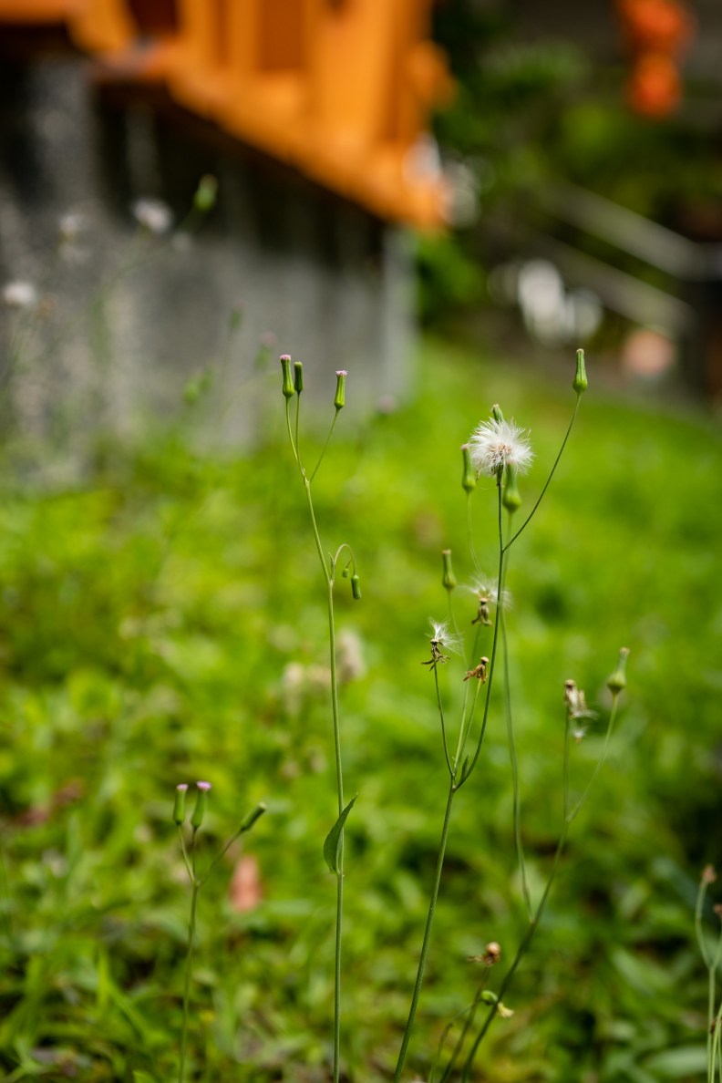 48148765881_5b00977837_k