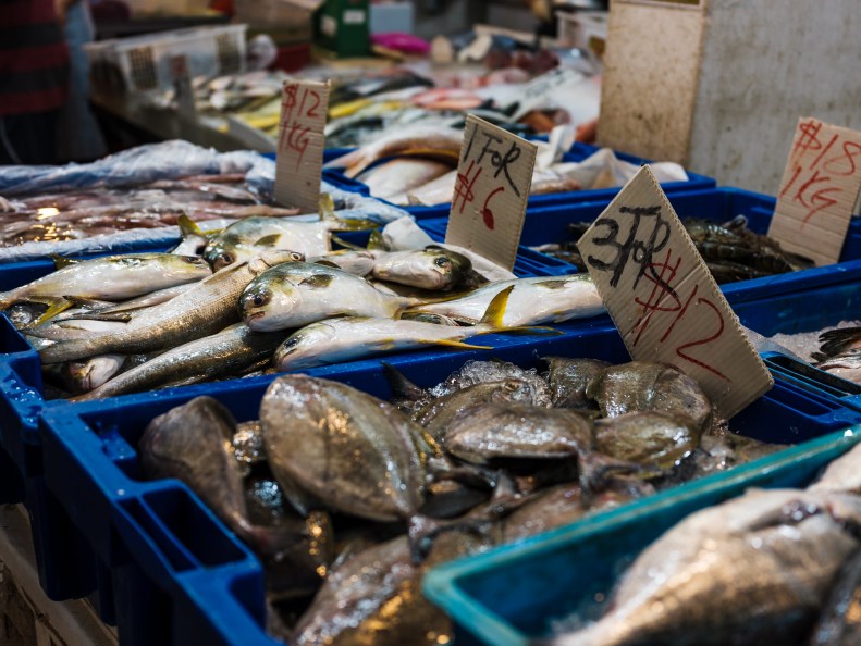 48148768441_e8c7be947b_k