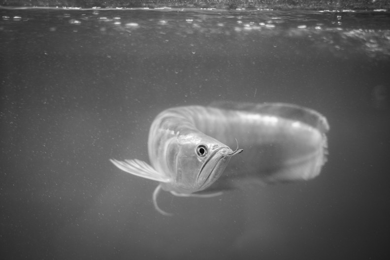 48690892161_b40e94ebc9_k