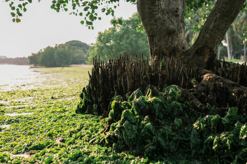 48690896876_963a45278d_k