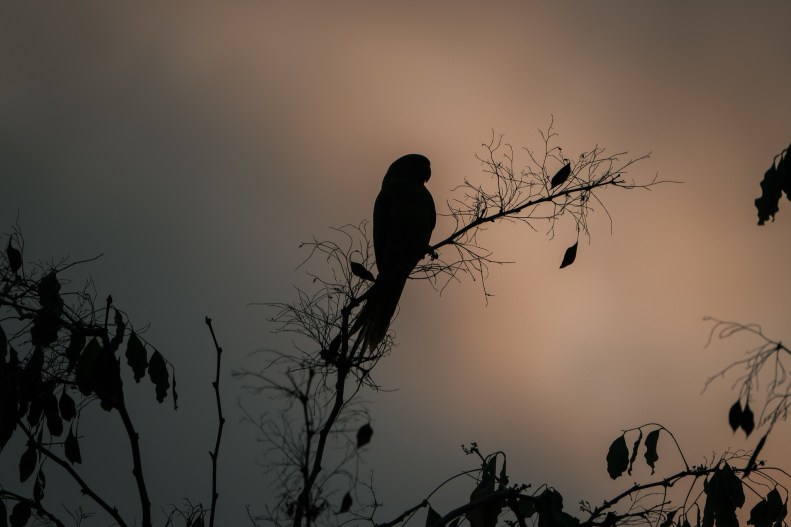 48691063602_9f8f52a7e2_k