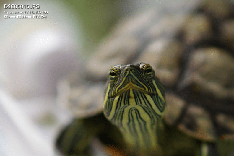 DSC05015 Screenshot 2019-12-12 at 6.18.37 PM